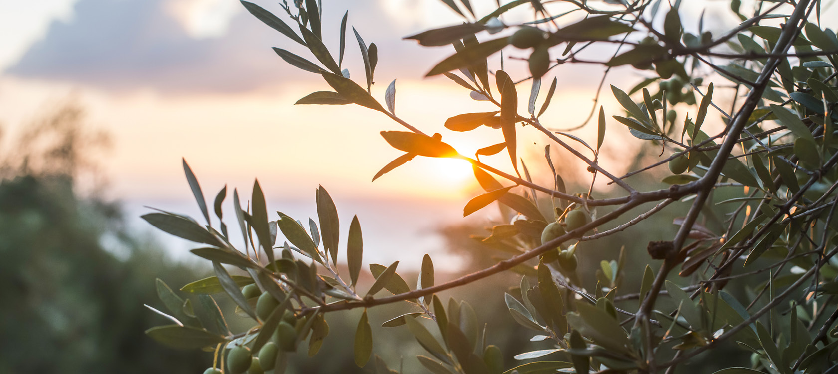 Den store Grækenlands Odyssé