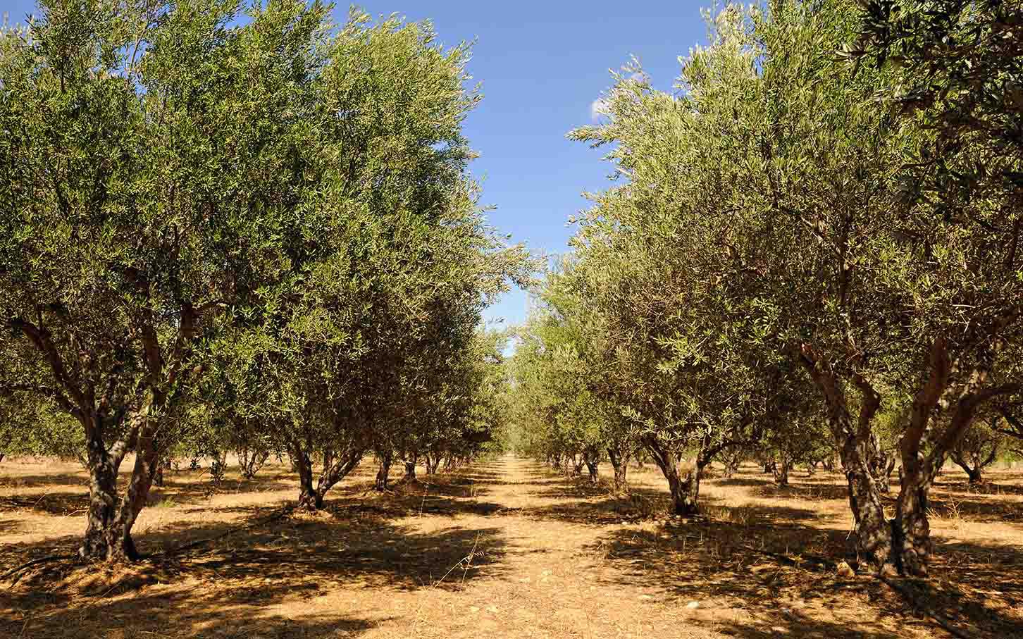 Hotel Hermes, Kreta, Grækenland