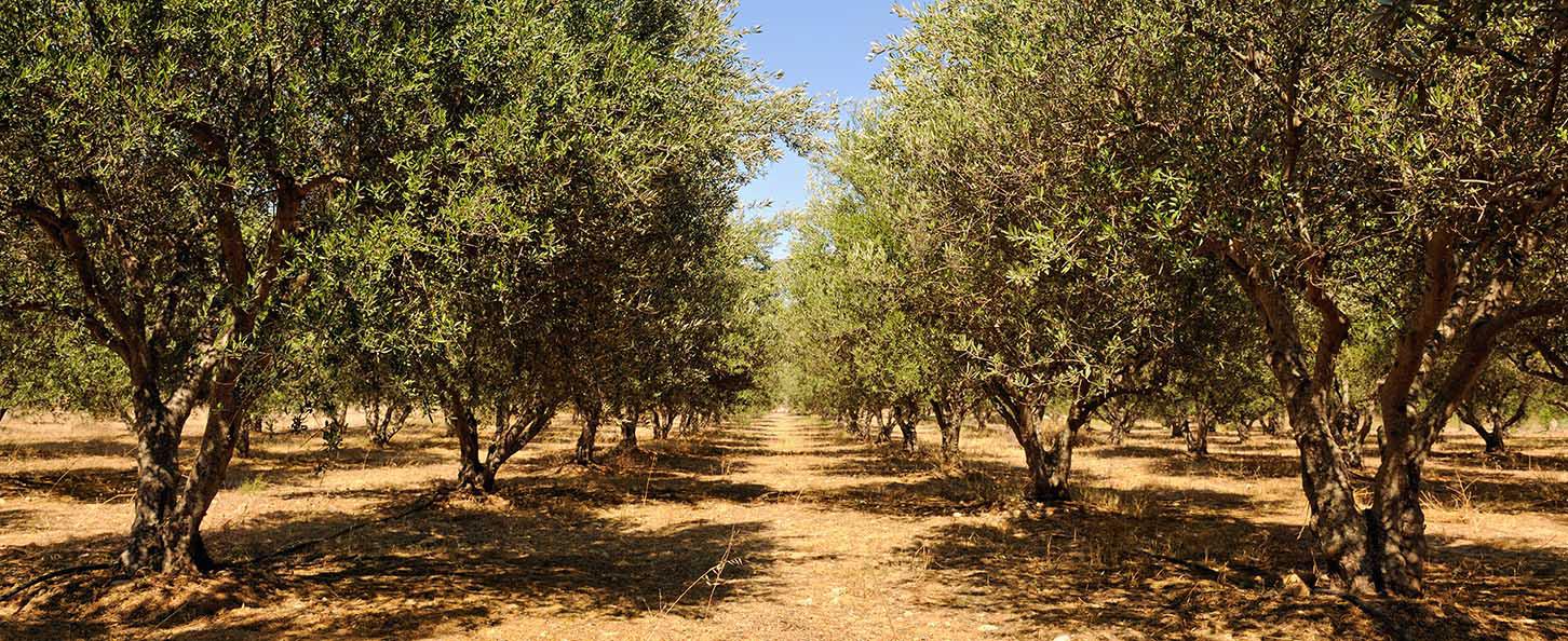 Hotel Hermes, Kreta, Grækenland