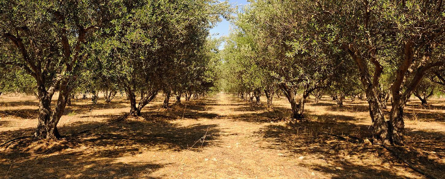 Hotel Hermes, Kreta, Grækenland
