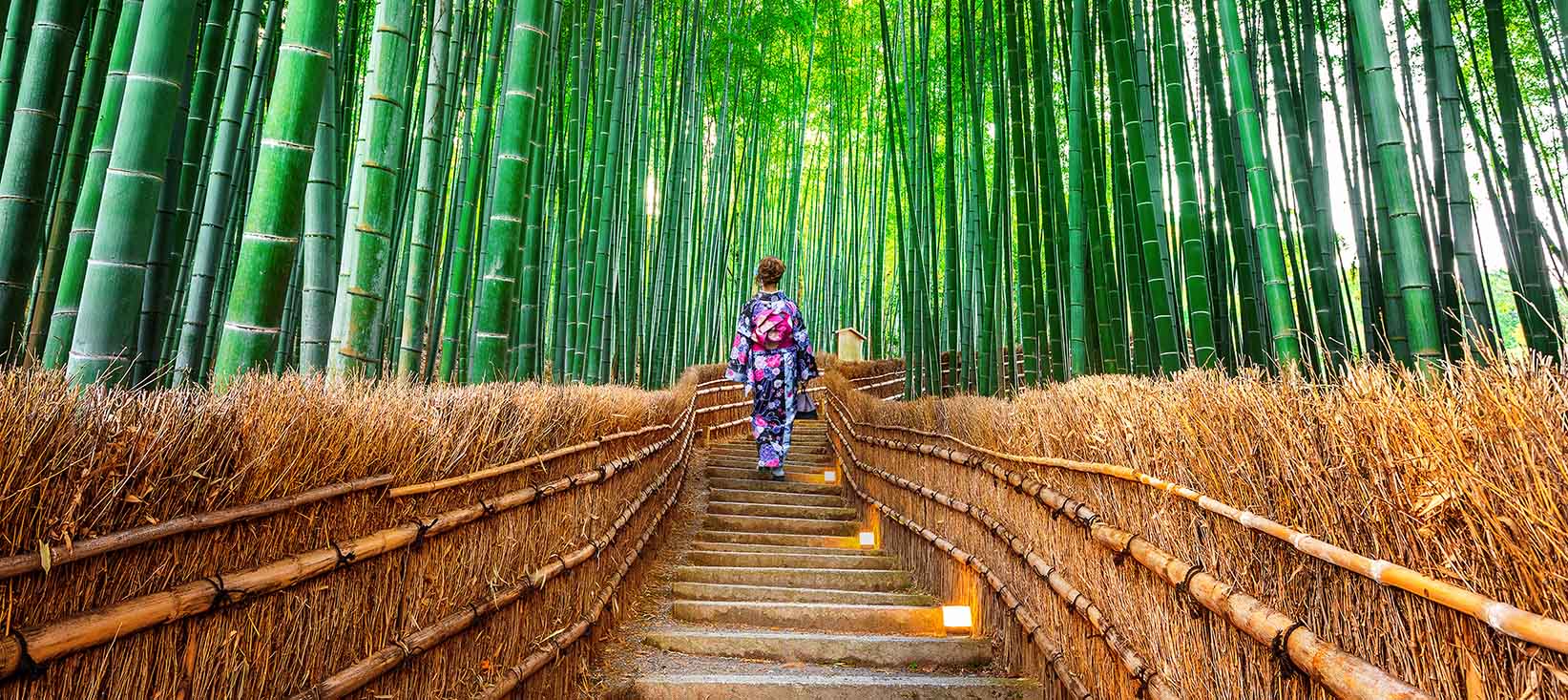 Besg en fantastisk bambusskov nr Kyoto i Japan